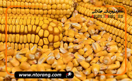 افزایش شدید قیمت ذرت و غلات در بازارهای جهانی